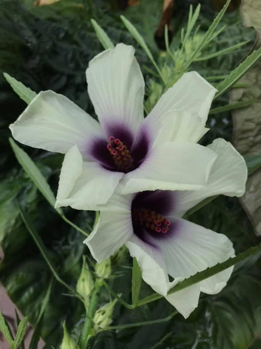 Hibiscus cannabinus seeds