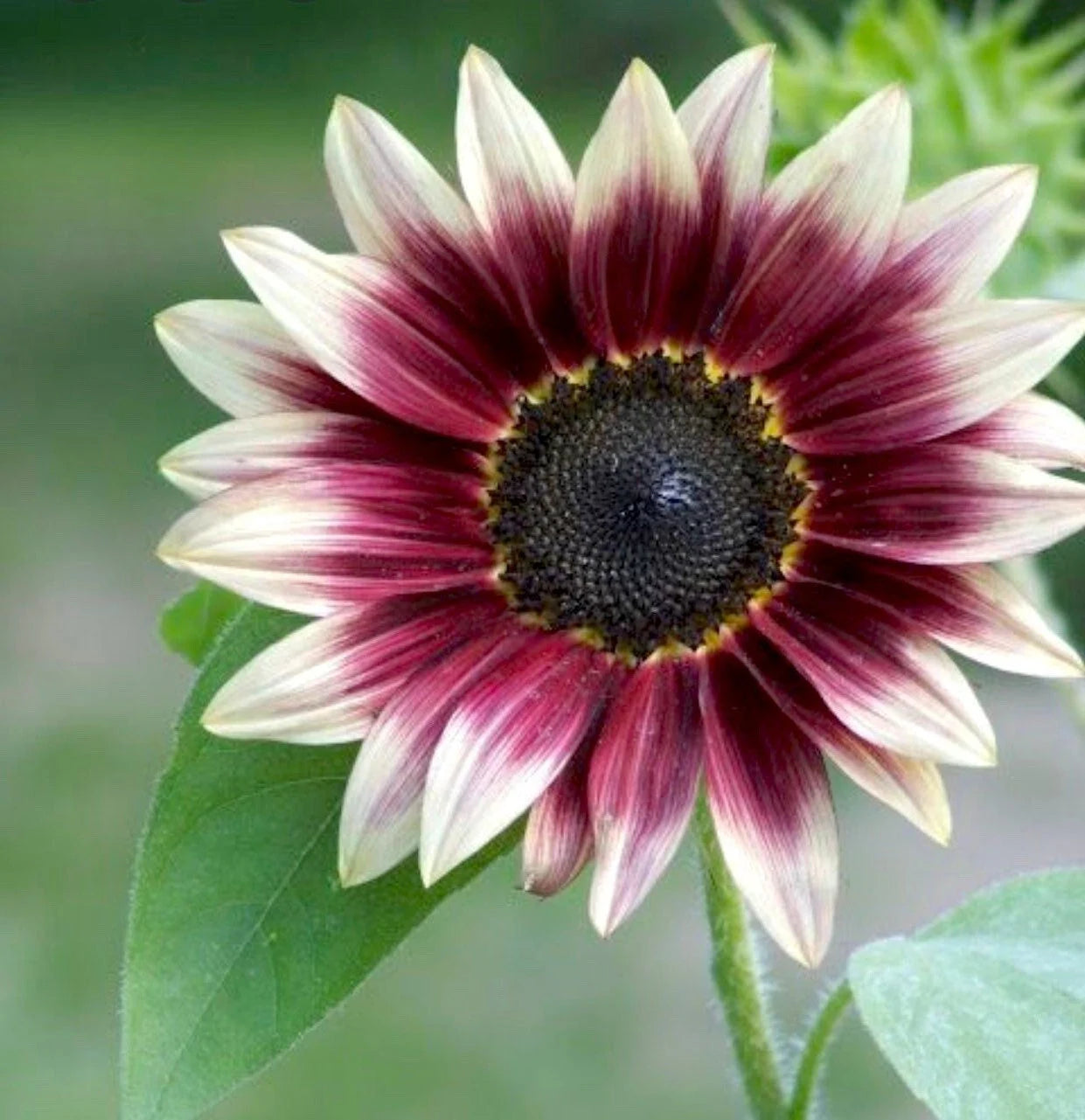 Sunflower ‘Cherry Rose’ Seeds
