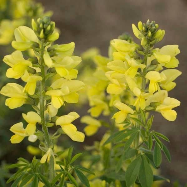 Thermopsis chinensis 'Sophia' seeds
