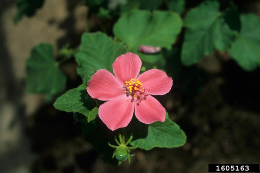 Hibiscus ferrugineus seeds