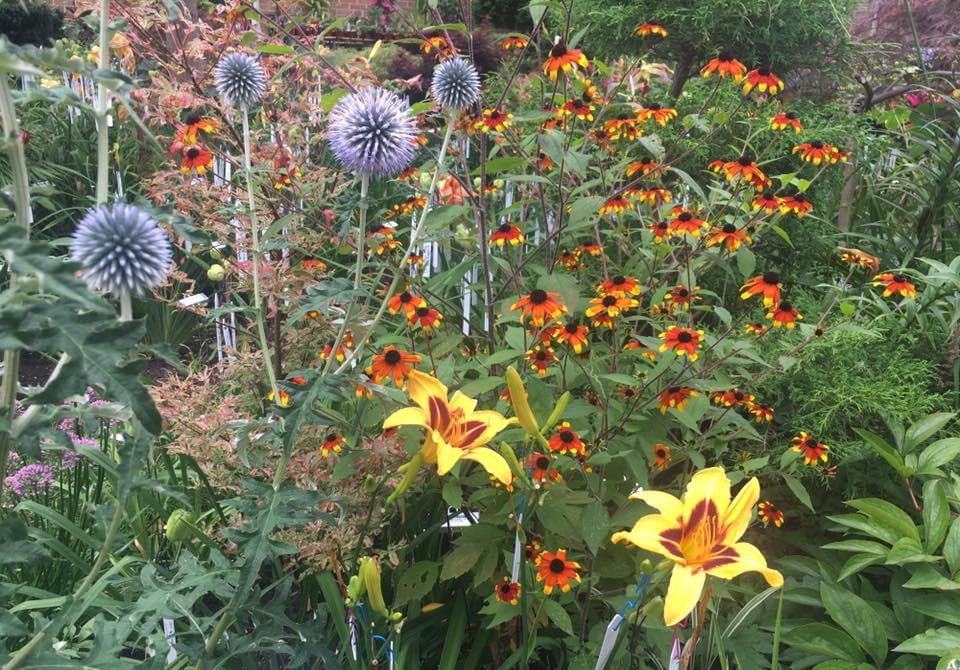 Rudbeckia triloba ‘Prairie Glow’ Seeds