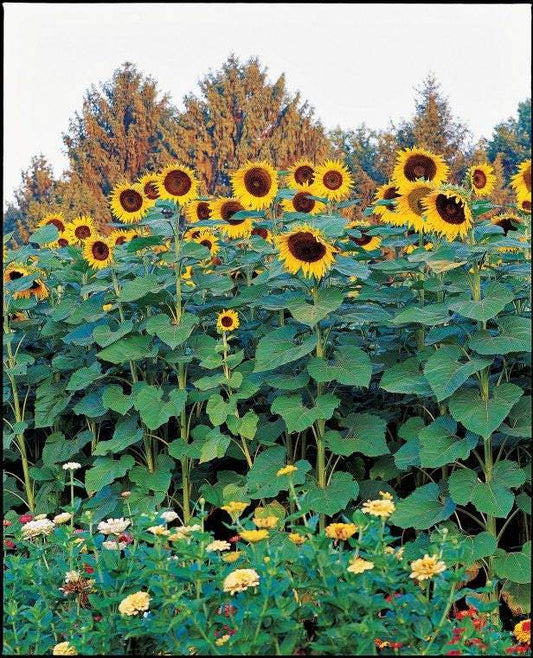 Sunflower ‘American Giant Hybrid’ Seeds