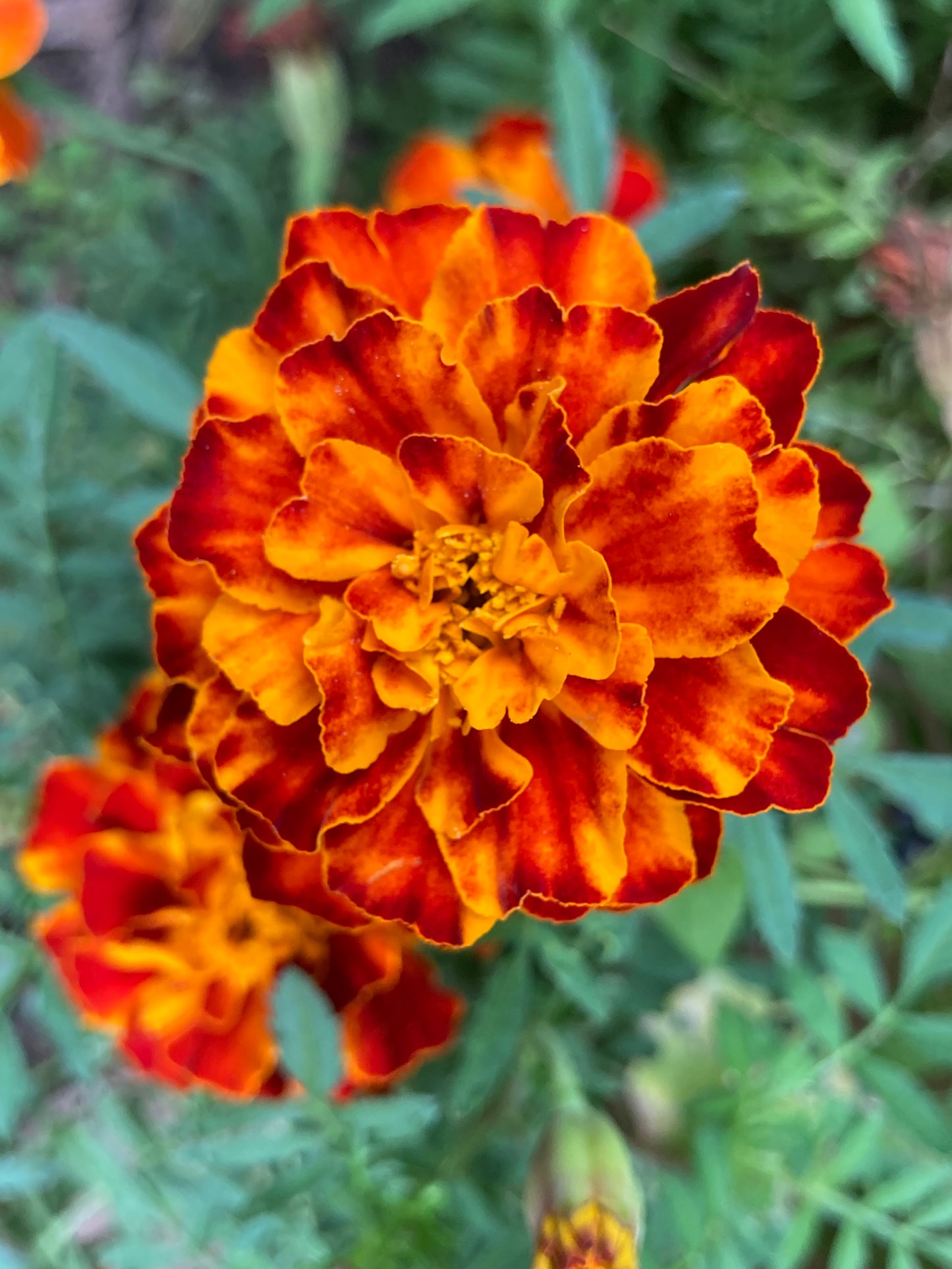 French Marigold Mixed Seeds