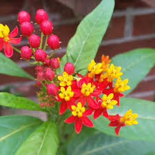 Asclepias curassavica seed - Tropical Milkweed seed
