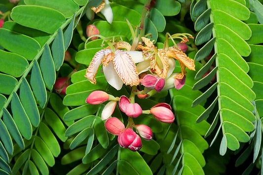 Tamarindus indica Seeds -