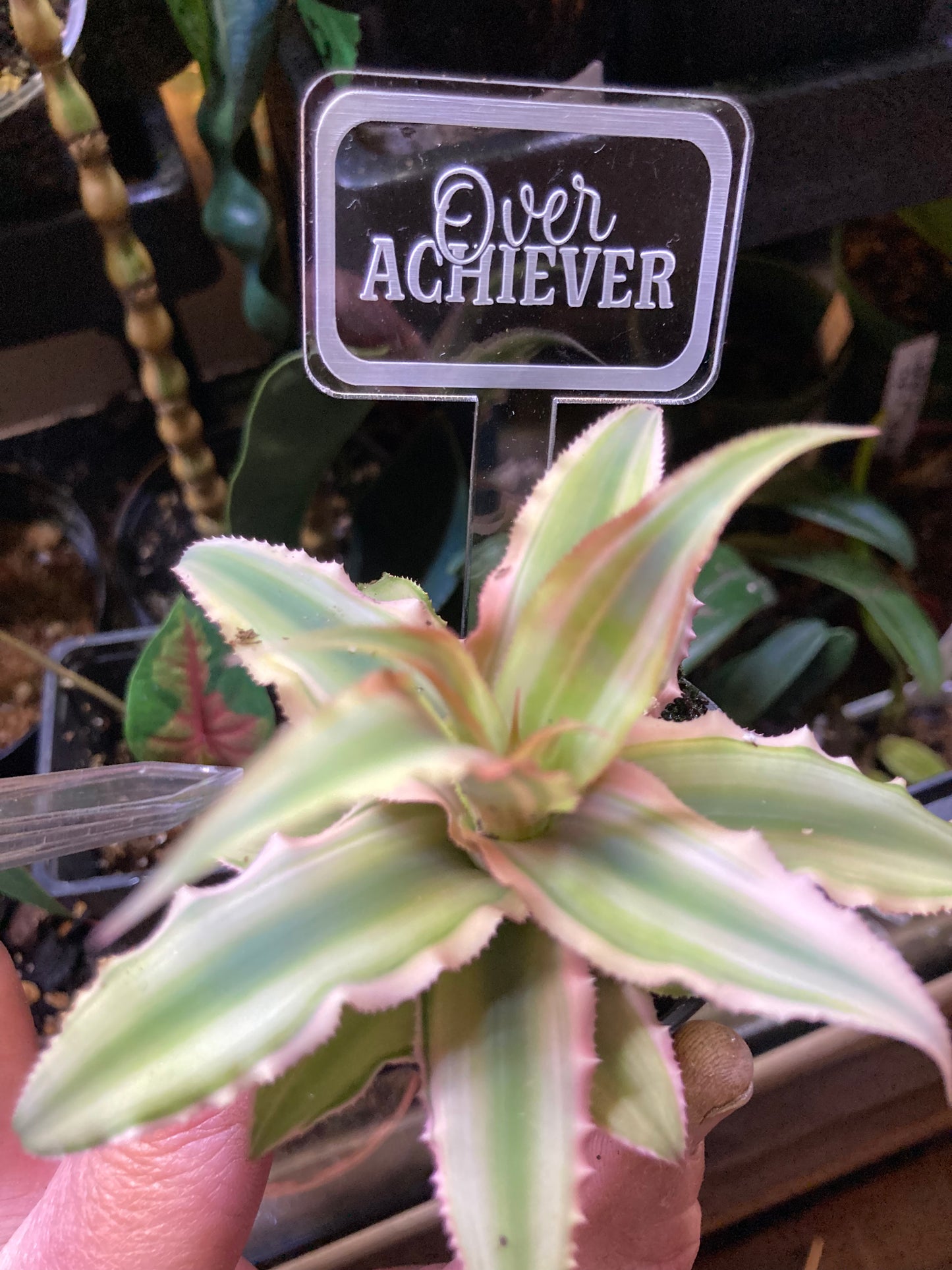 Funny Plant Markers - Blame it all on my roots