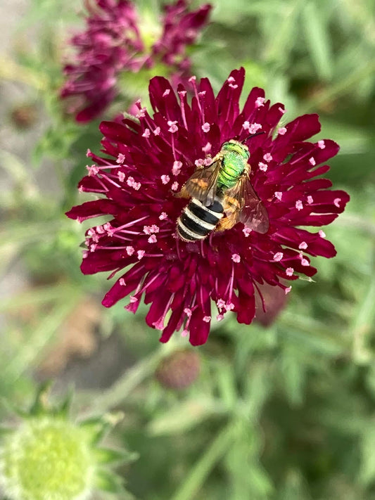 TATTOOED GARDENER POLLIATORS SEED MIX