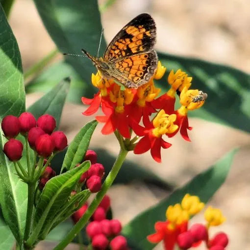 Asclepias curassavica seed - Tropical Milkweed seed