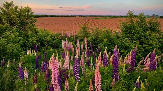 Prince Edward Island Lupin Seeds