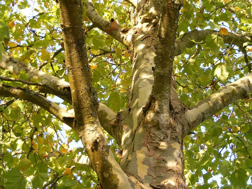 London Plane Tree Seeds