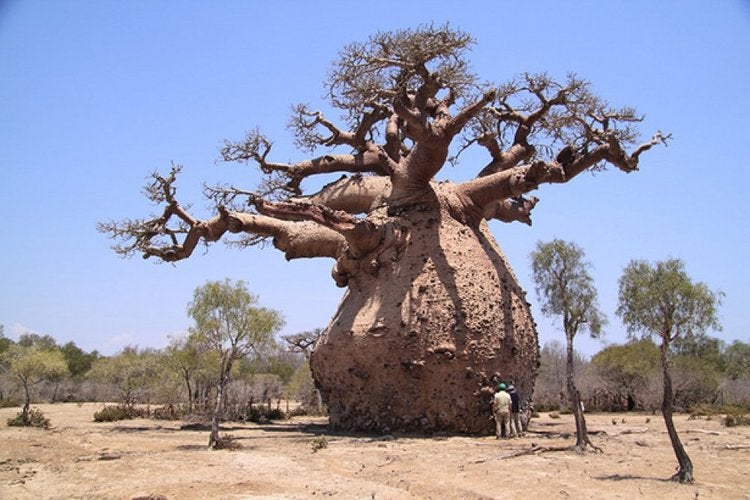 Baobab Tree Seeds - Mali