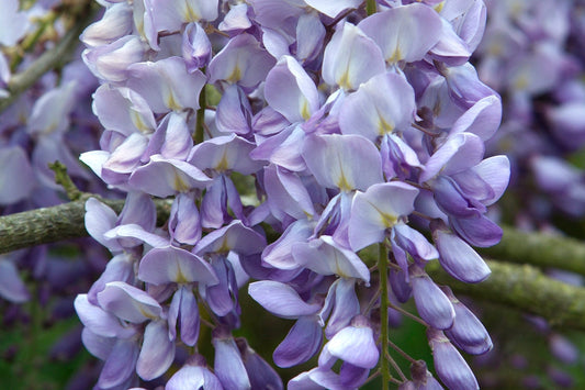 Wisteria Seeds - Purple
