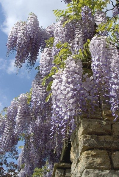 Wisteria Seeds - Purple