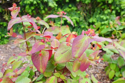 Hypericum androsaemum seeds