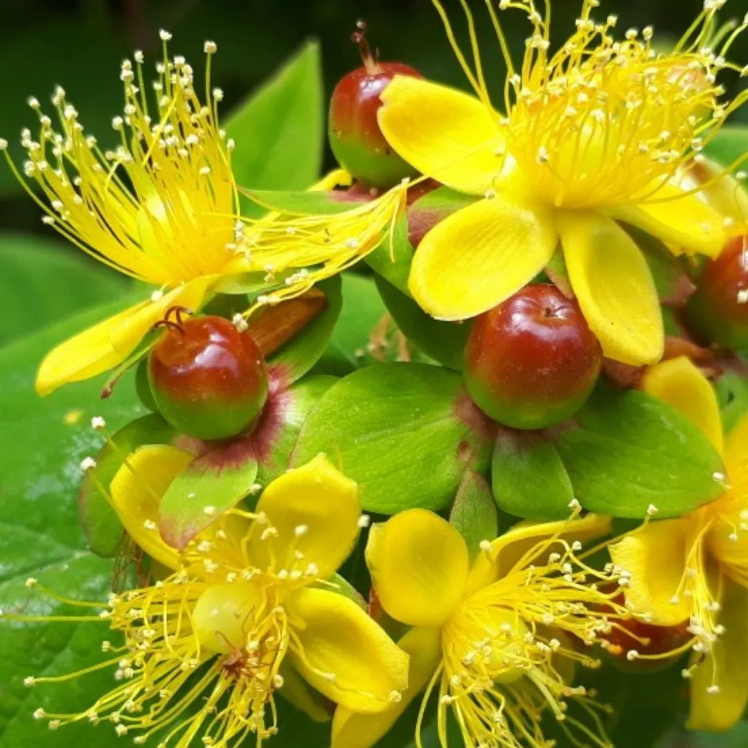 Hypericum androsaemum seeds