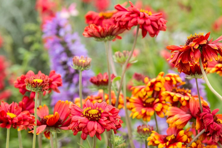 Gaillardia - Mixed Seeds