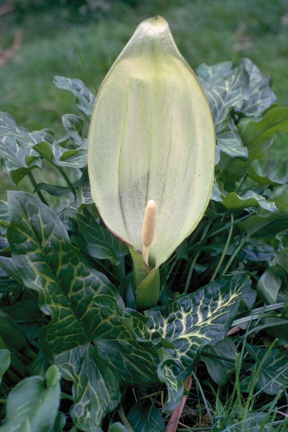 Arum italicum seeds