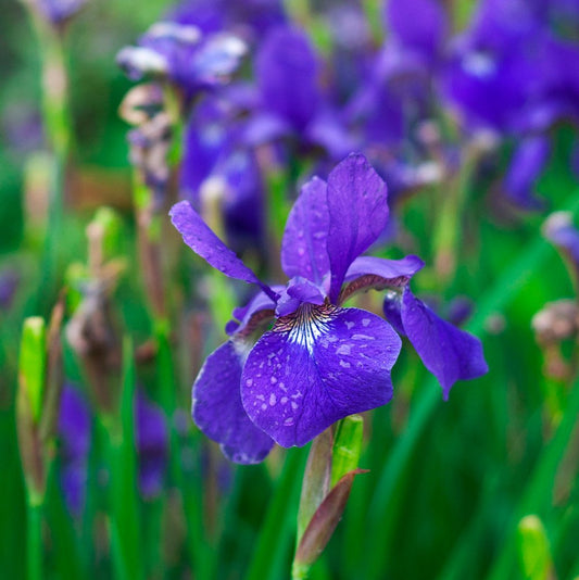 Siberian Iris 'Caesar's Brother' Seeds