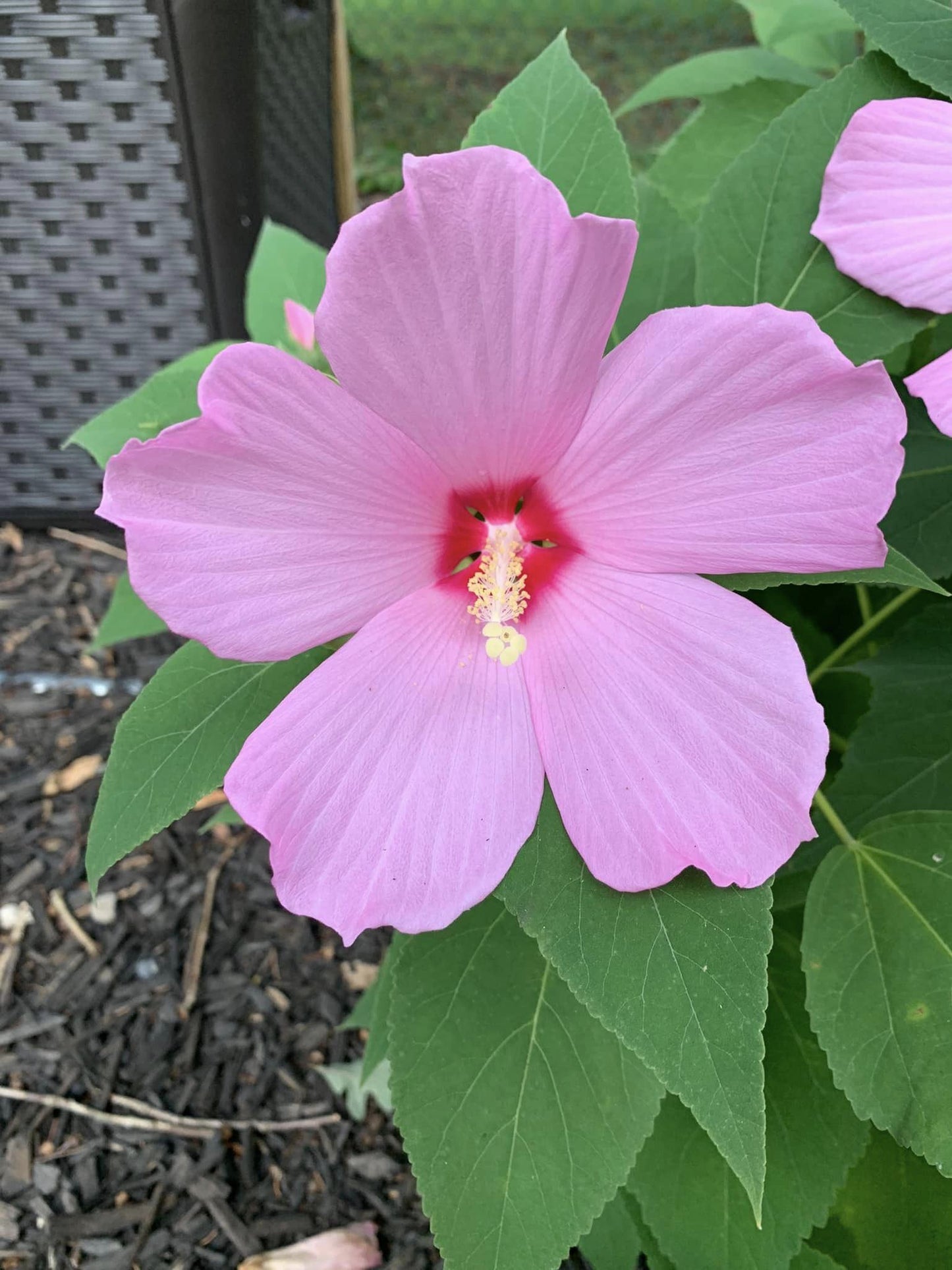 Hibiscus moscheutos Seeds.     **NATIVE PLANT**