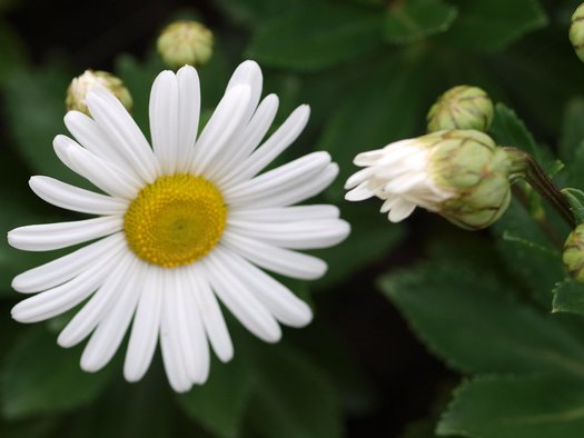 Nipponanthemum nipponicum - montauk daisy seeds