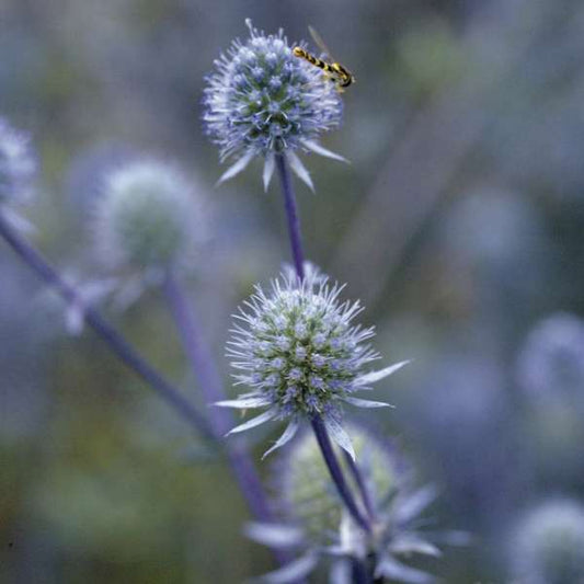 Eryngium planum 'Blue Glitter'