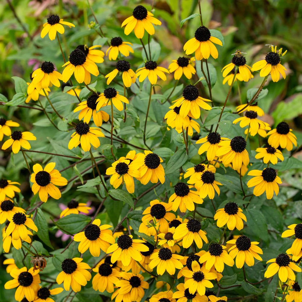 Rudbeckia triloba seeds