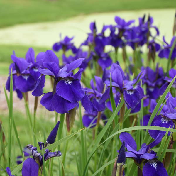 Siberian Iris 'Caesar's Brother' Seeds