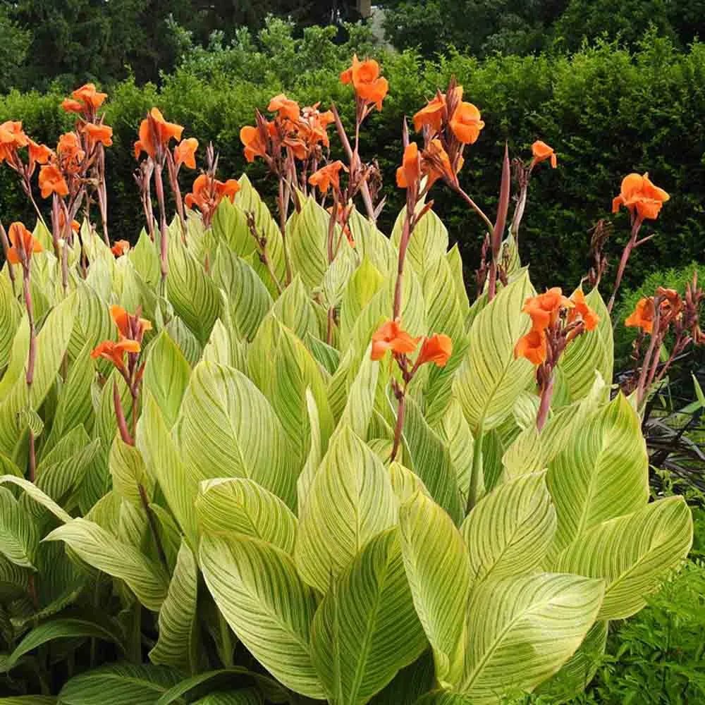 Mixed Canna Seeds from my hybridizing program