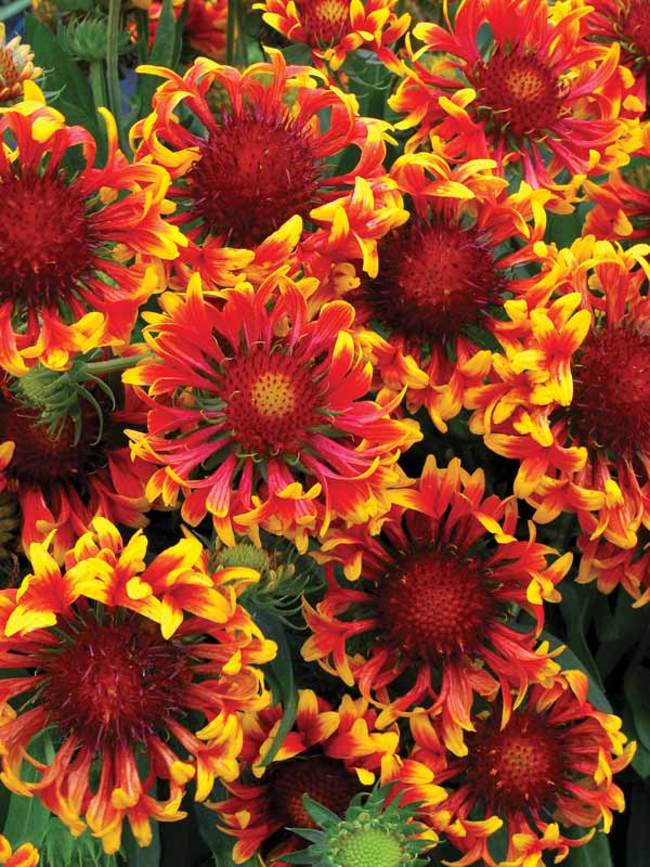 Gaillardia - Mixed Seeds