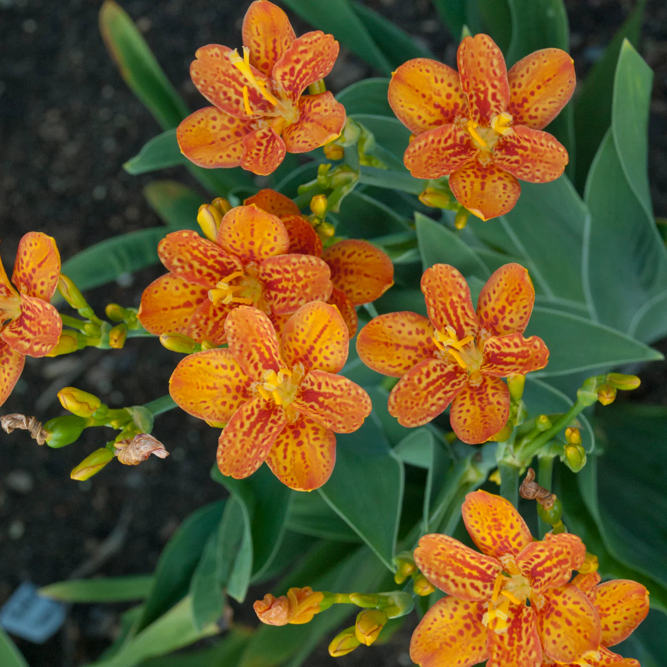 Belamcanda chinensis - Blackberry Lily Seeds mixed