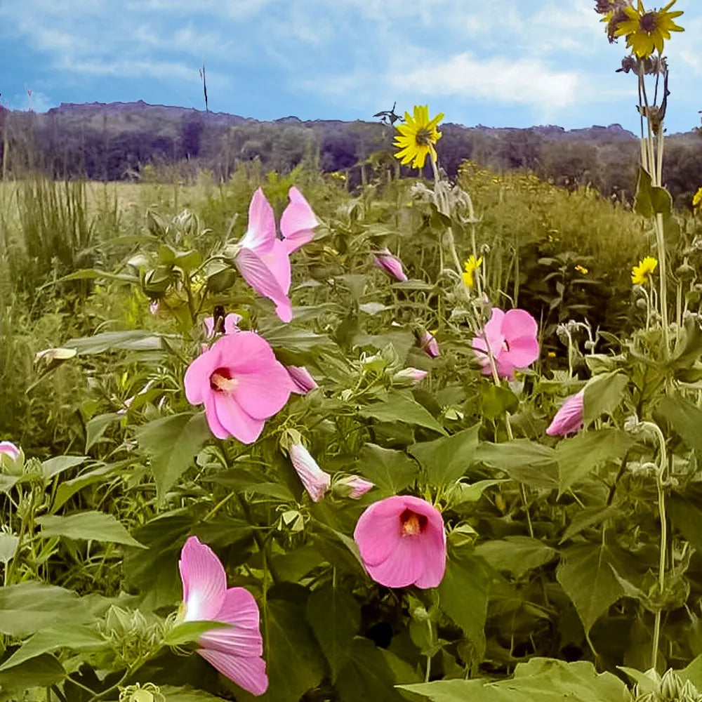 Hibiscus moscheutos Seeds.     **NATIVE PLANT**