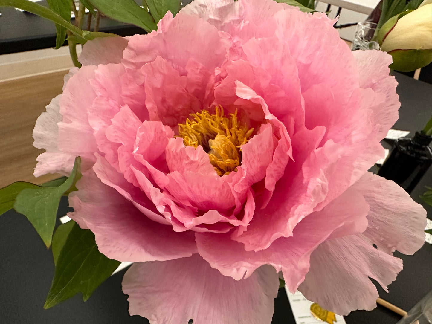 Tree Peony Seeds - Assorted