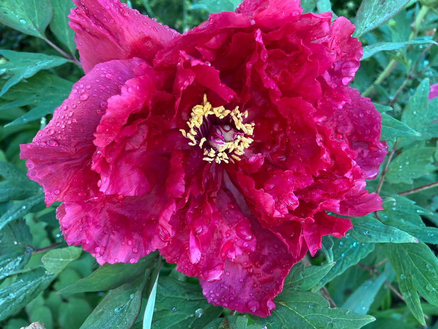 Tree Peony Seeds - Assorted