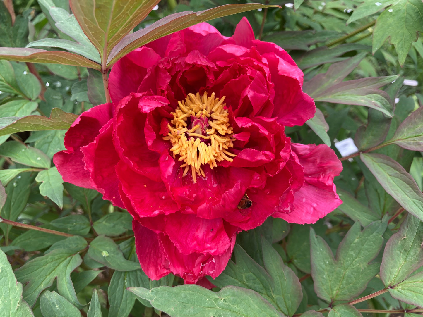 Tree Peony Seeds - Assorted