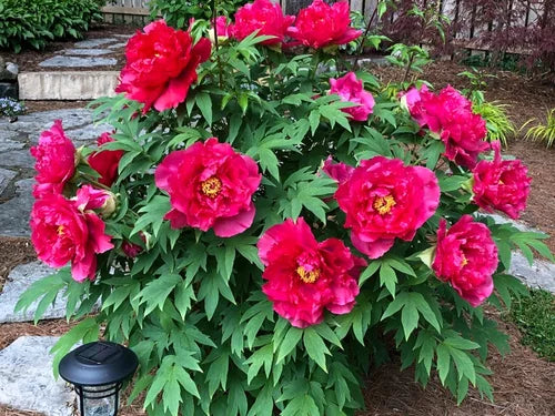 Tree Peony Seeds - Assorted