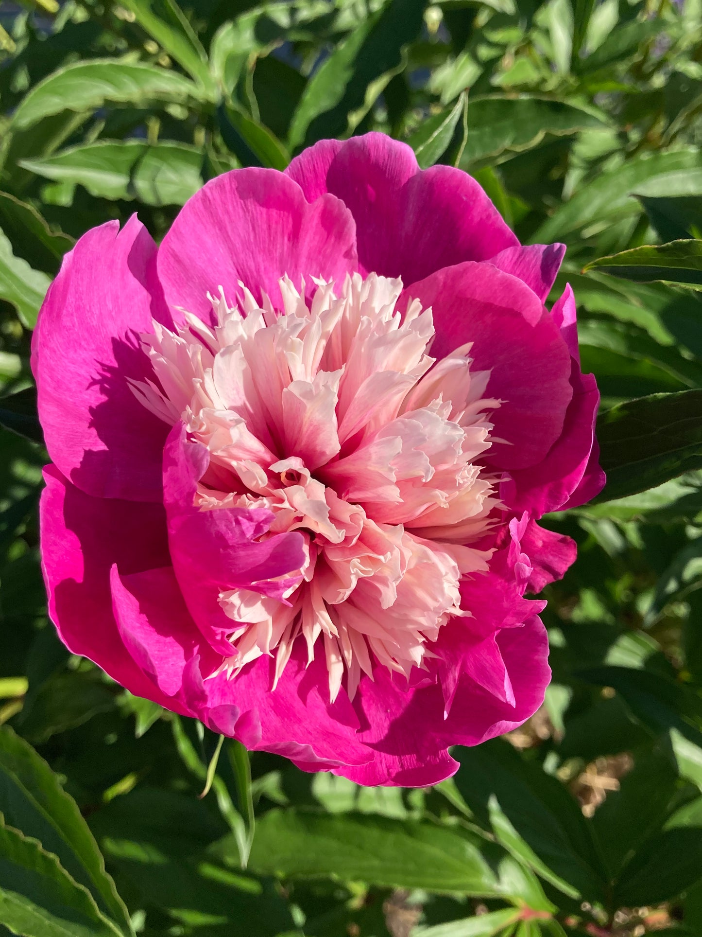 Peony lactiflora hybrids