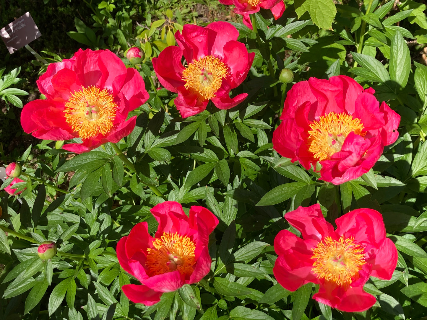 Peony lactiflora hybrids