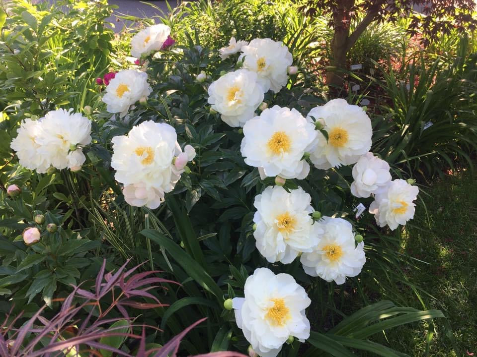 Peony lactiflora hybrids