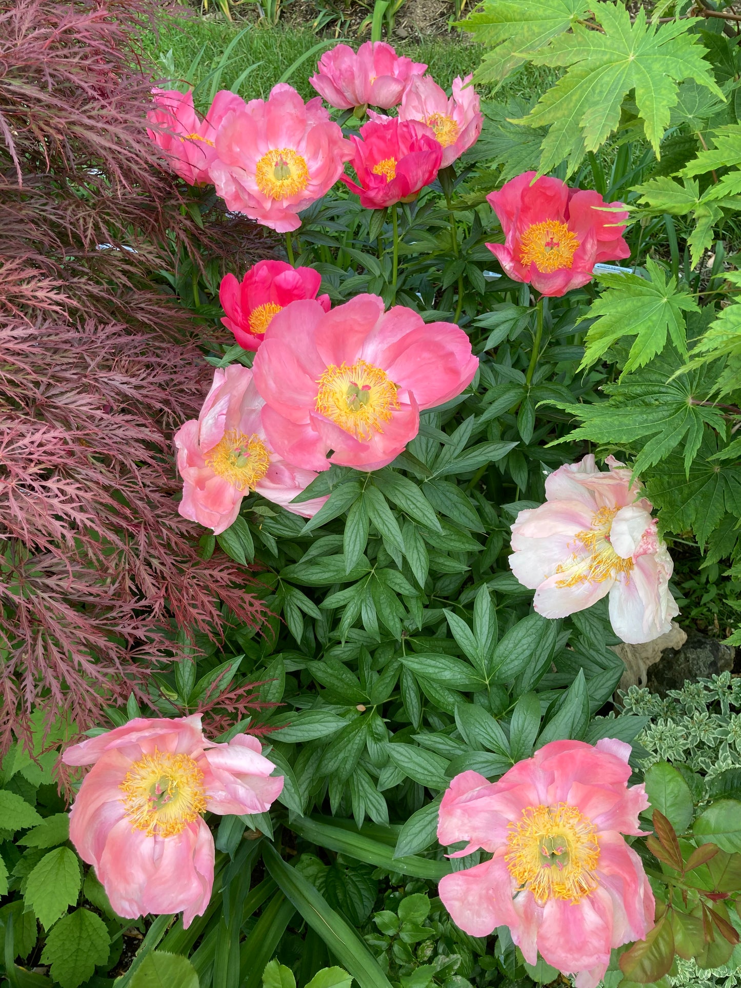 Peony lactiflora hybrids