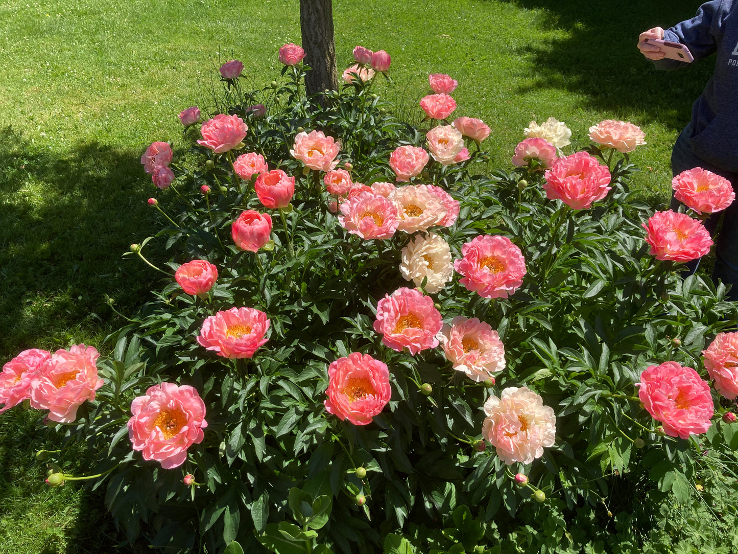 Peony lactiflora hybrids