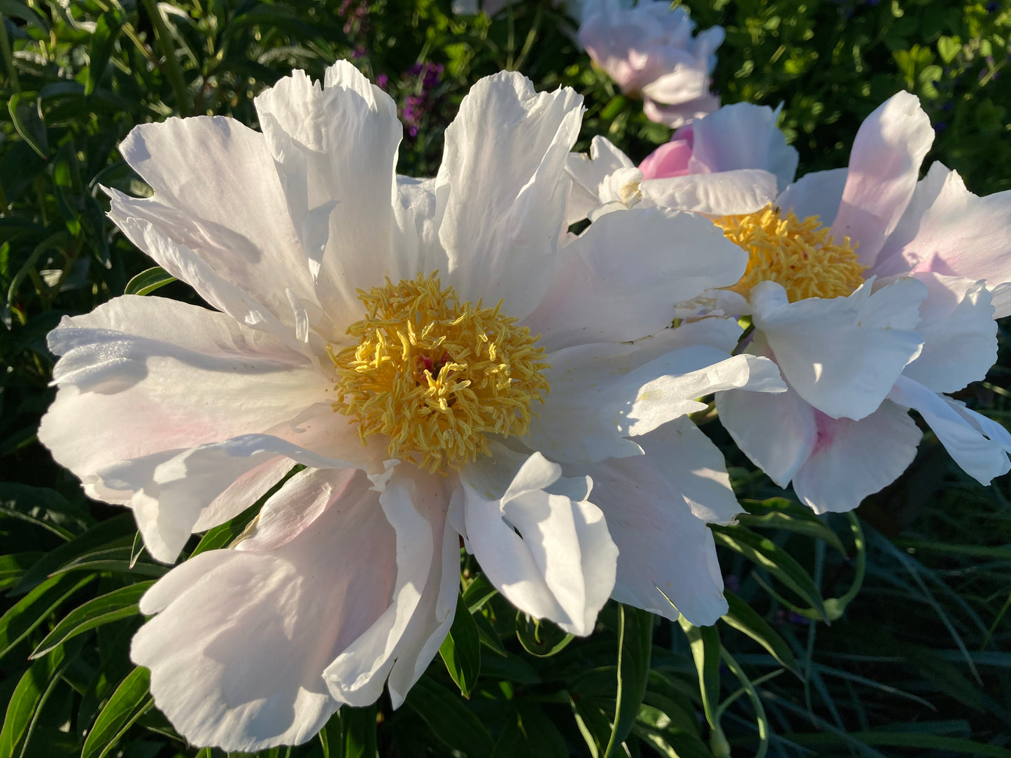 Peony lactiflora hybrids