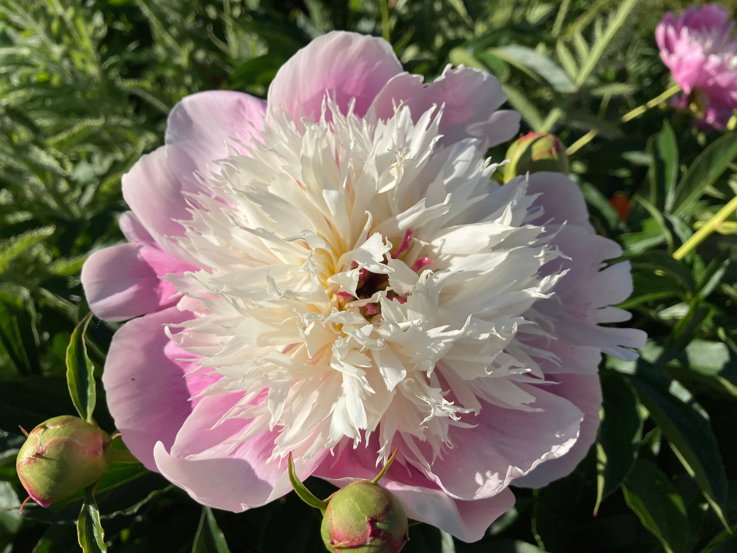 Peony lactiflora hybrids