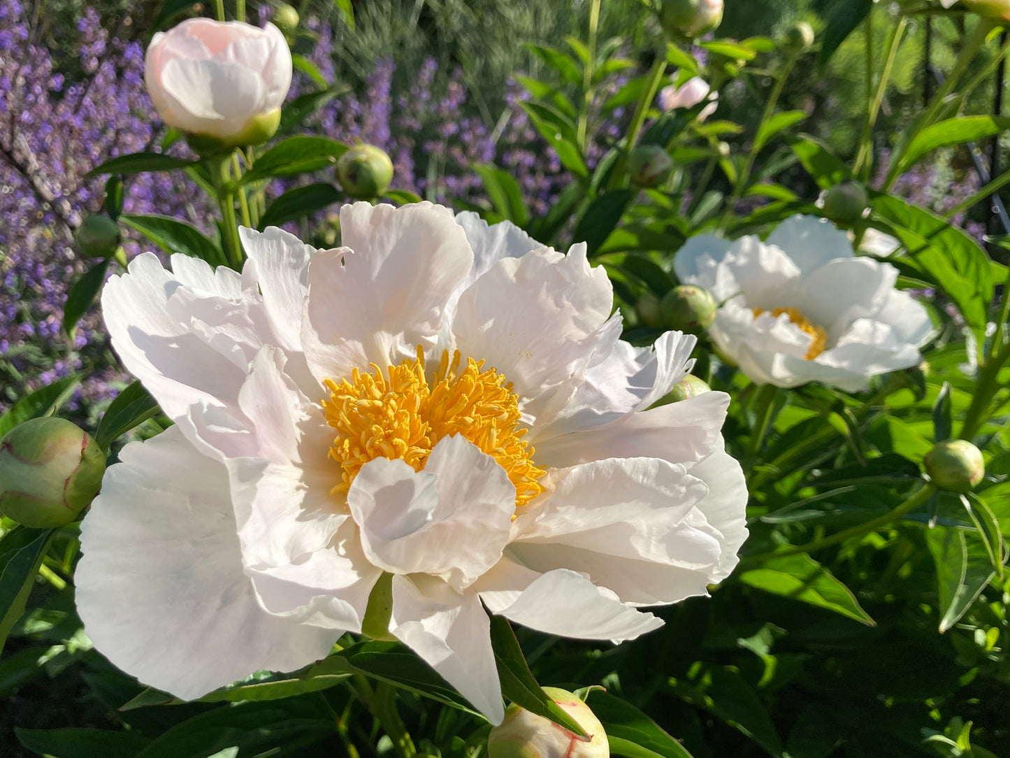 Peony lactiflora hybrids