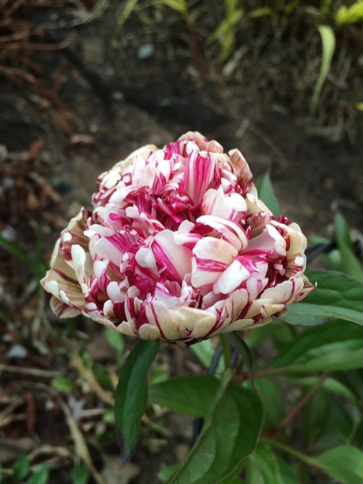 Peony lactiflora hybrids