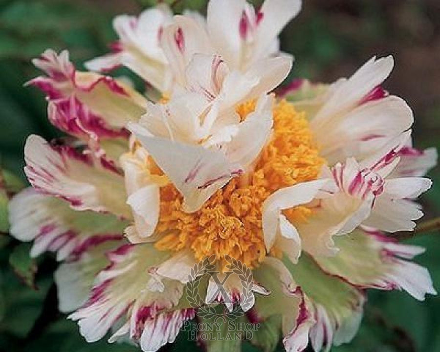 Peony lactiflora hybrids