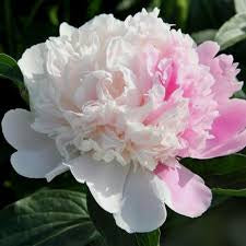 Peony lactiflora hybrids