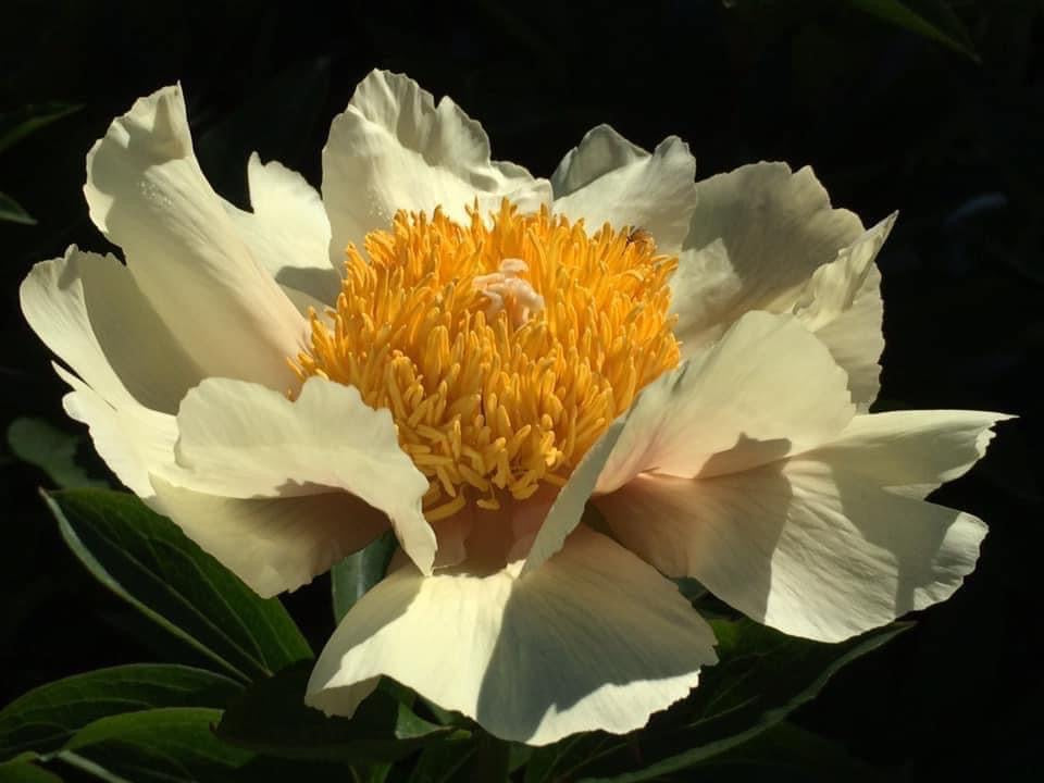 Peony lactiflora hybrids