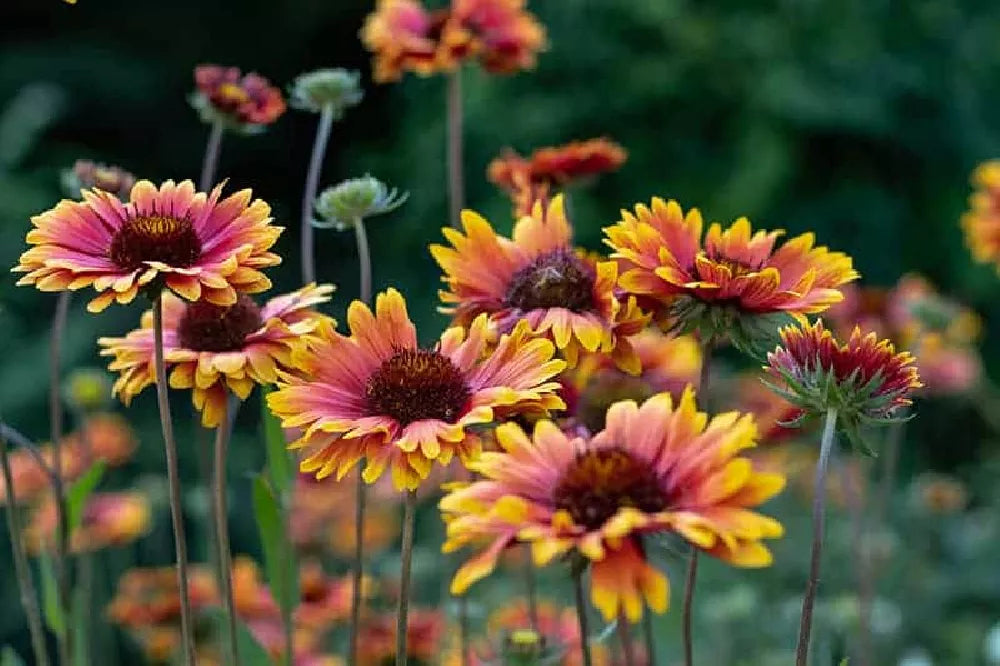 Gaillardia - Mixed Seeds