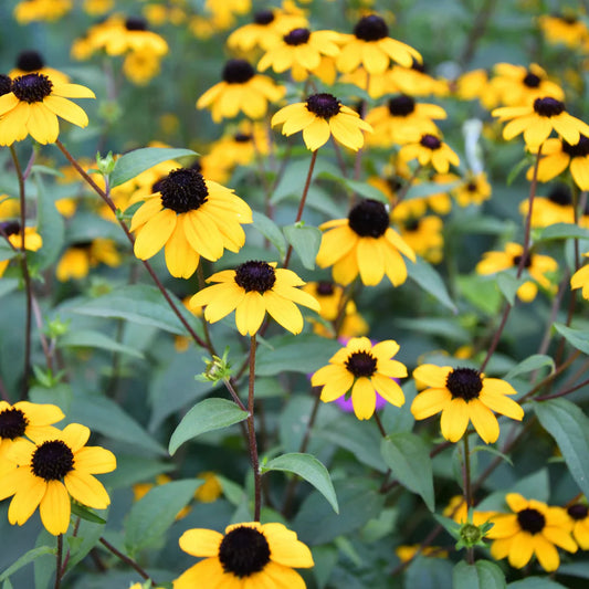 Rudbeckia triloba seeds