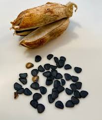 Yucca Seeds